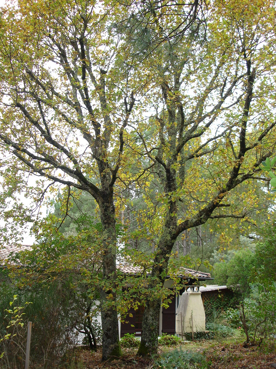 DSC00994